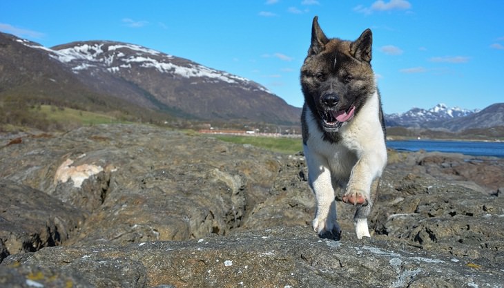 Best Guard Dog Breeds,  Akita