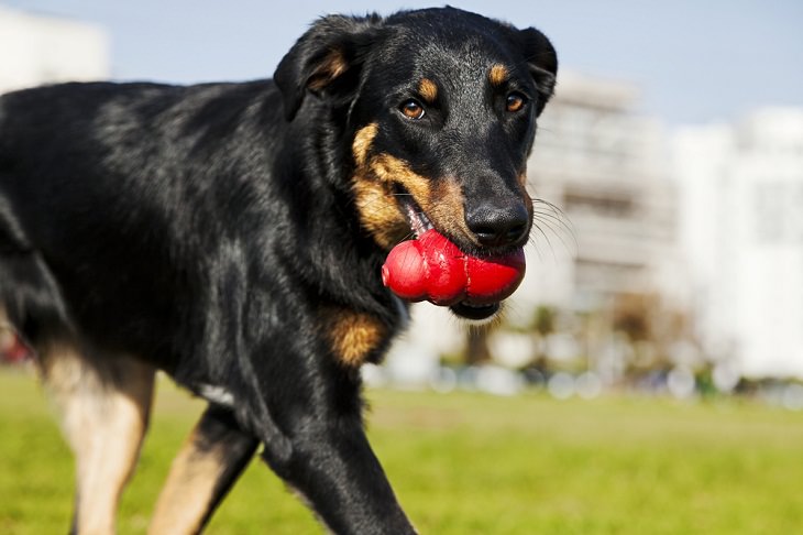 Best Guard Dog Breeds, Beauceron