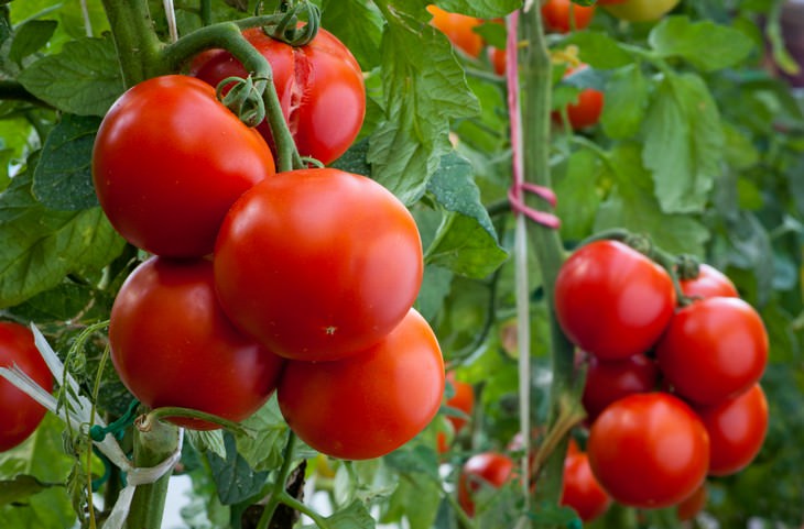 8 Common Foods That Used To Be Universally Hated tomatoes