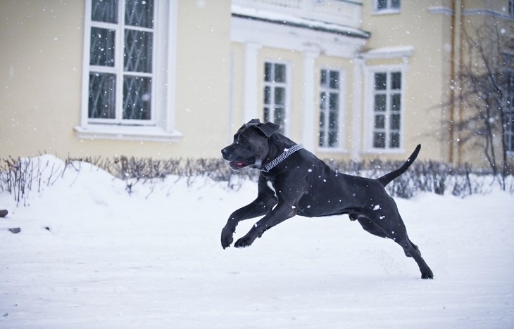 Best Guard Dog Breeds, Cane Corso