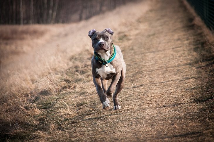 Best Guard Dog Breeds, American Staffordshire terrier