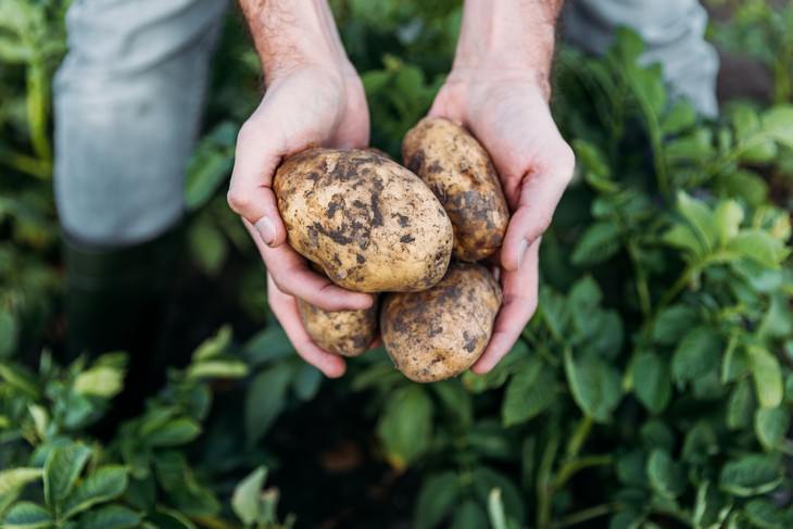 8 Common Foods That Used To Be Universally Hated potato