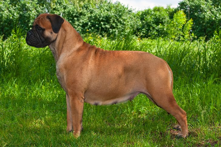 Best Guard Dog Breeds, Bullmastiff