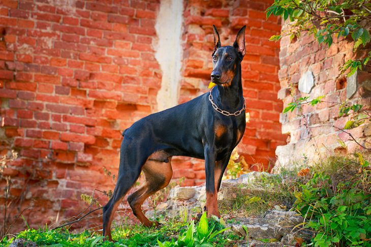 Best Guard Dog Breeds, Doberman pinscher