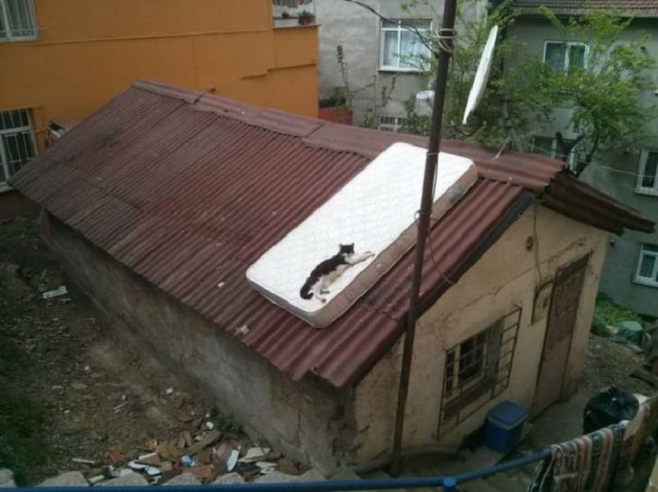 Funny Russian Pictures, cat