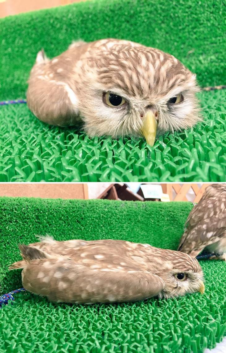 There is NOTHING Cuter Than A Sleeping Baby Owl