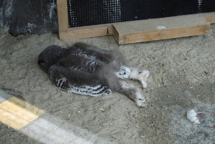 There is NOTHING Cuter Than A Sleeping Baby Owl