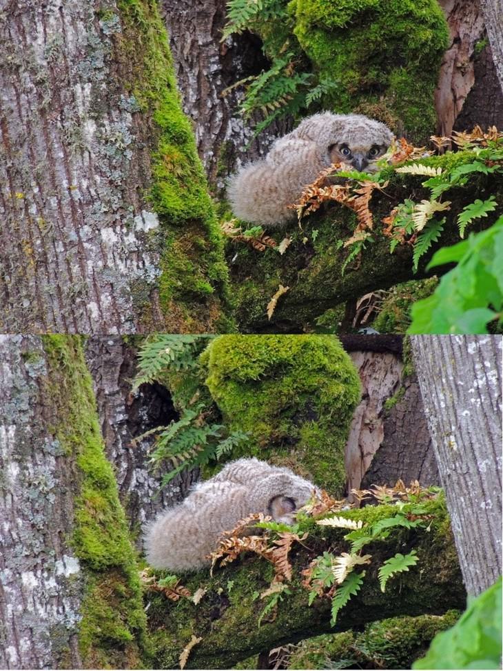 There is NOTHING Cuter Than A Sleeping Baby Owl