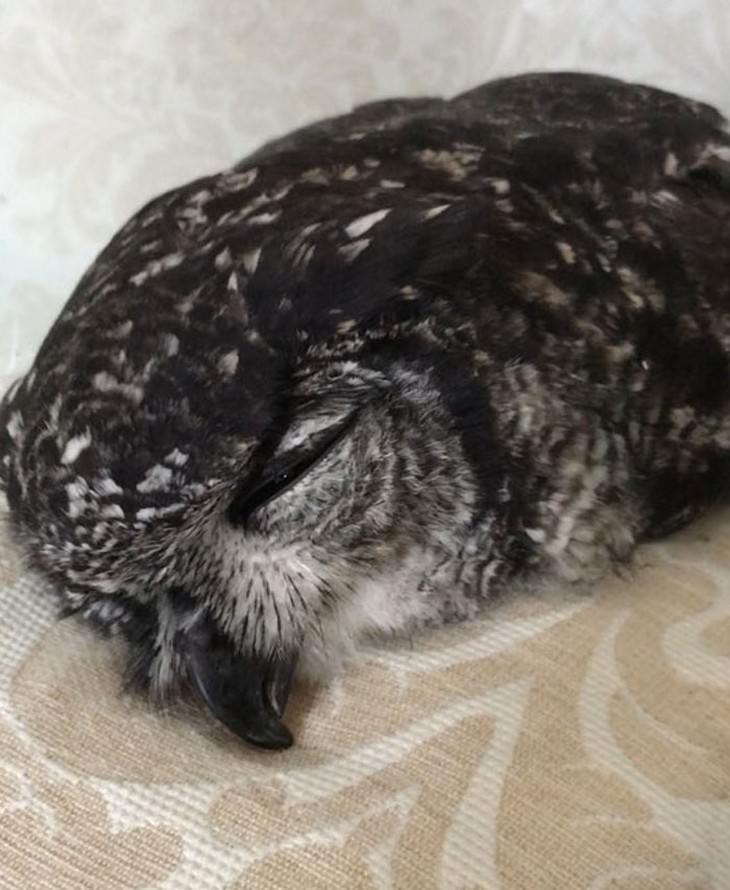 There is NOTHING Cuter Than A Sleeping Baby Owl