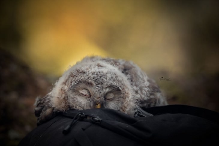There is NOTHING Cuter Than A Sleeping Baby Owl
