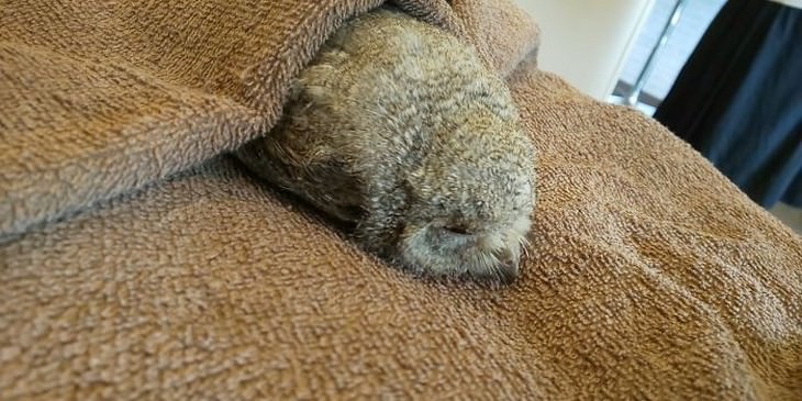 There is NOTHING Cuter Than A Sleeping Baby Owl