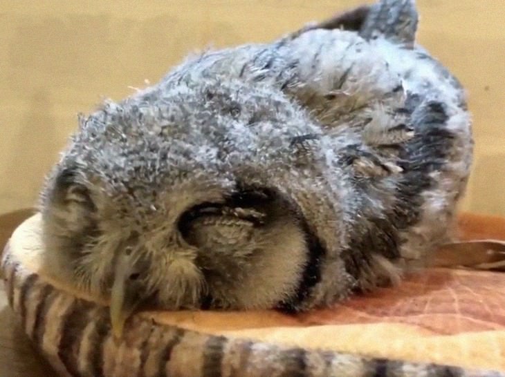 There is NOTHING Cuter Than A Sleeping Baby Owl