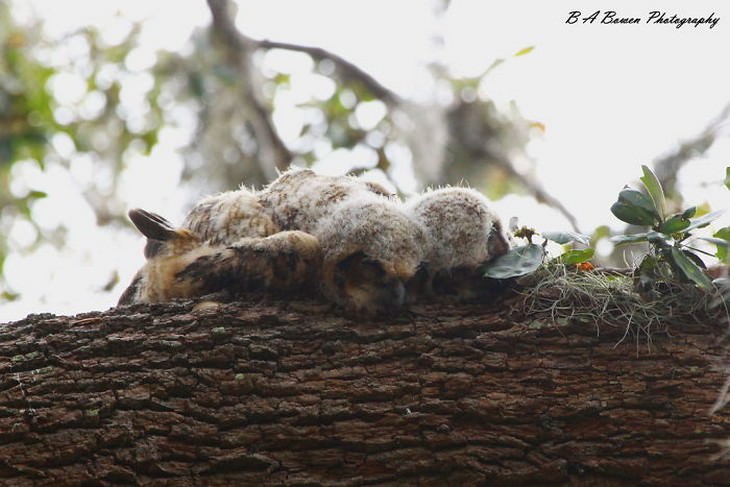 There is NOTHING Cuter Than A Sleeping Baby Owl