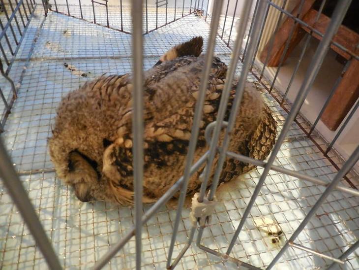 There is NOTHING Cuter Than A Sleeping Baby Owl