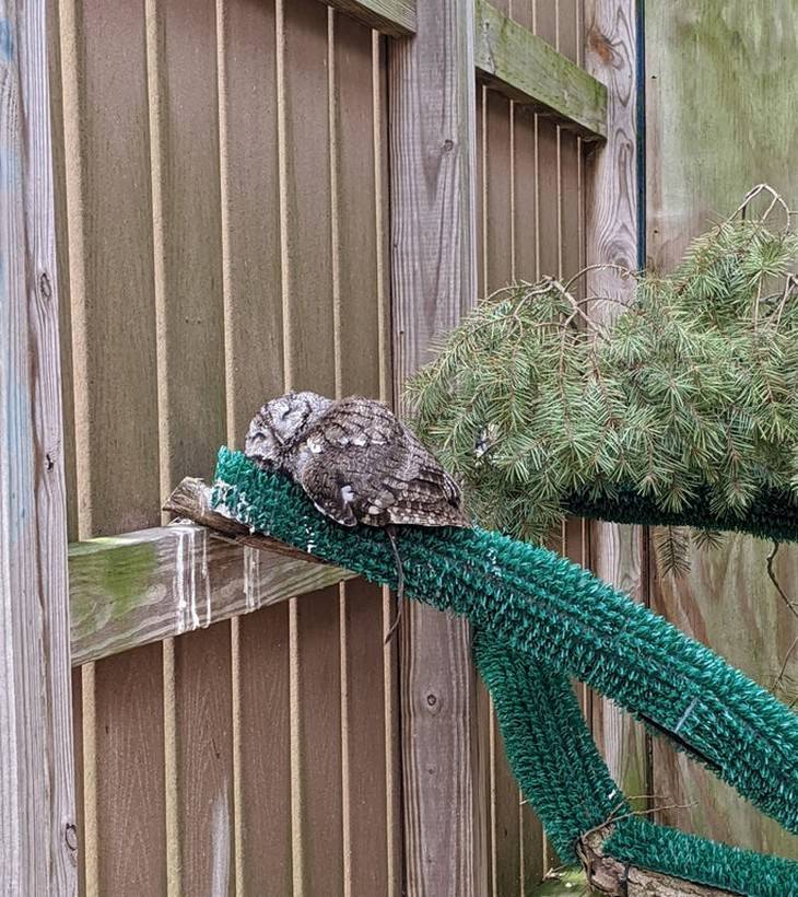 There is NOTHING Cuter Than A Sleeping Baby Owl