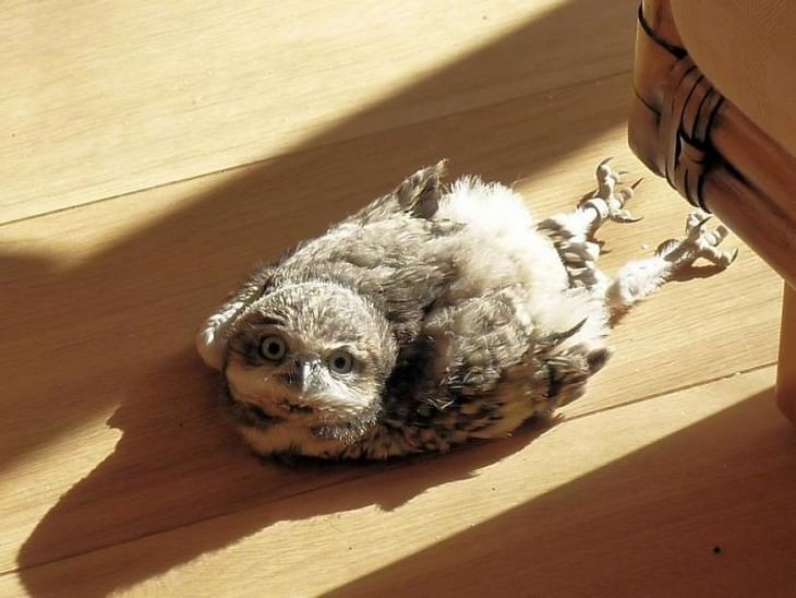 There is NOTHING Cuter Than A Sleeping Baby Owl