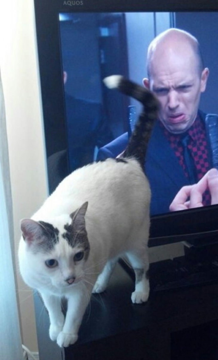 Funny Perfectly Timed Photos cat TV