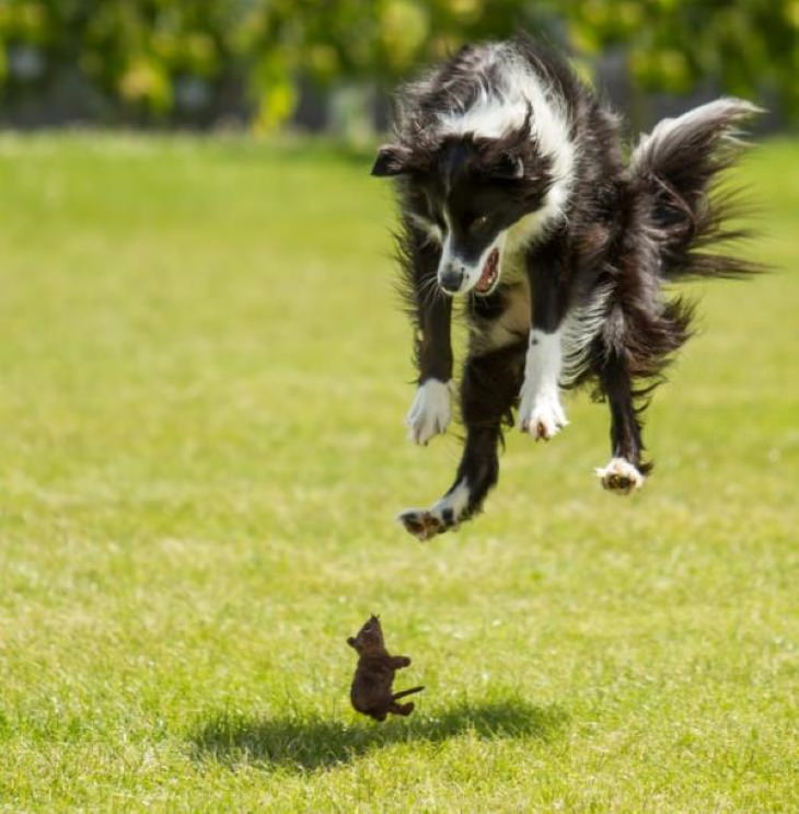 Funny Perfectly Timed Photos dog jump mid air