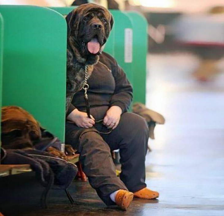 Funny Perfectly Timed Photos dog owner