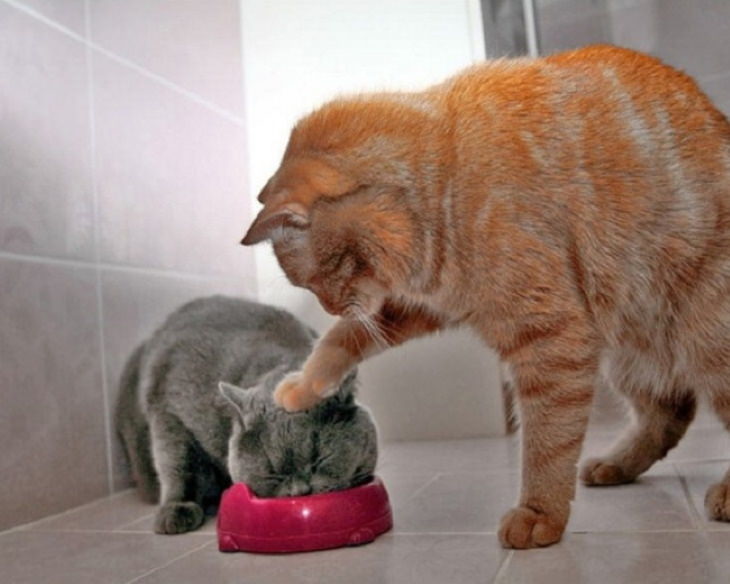 Funny Perfectly Timed Photos cats bowl