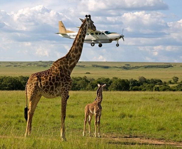 Funny Perfectly Timed Photos giraffe plane