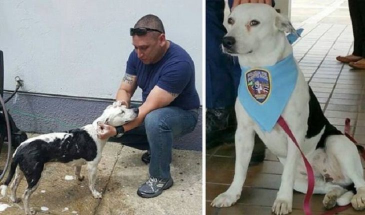 Wholesome Stories, dog, police