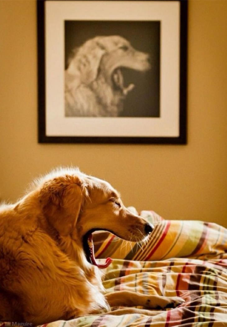 Funny Perfectly Timed Photos dog yawn