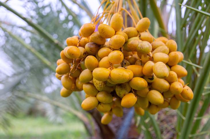 Fruits That Taste Like a Dessert,  Barhi Dates