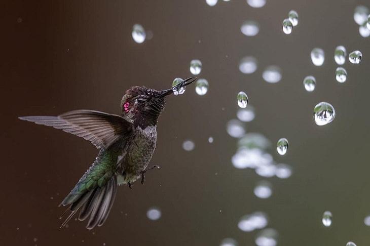 Audubon Photography Awards,Anna’s Hummingbird 