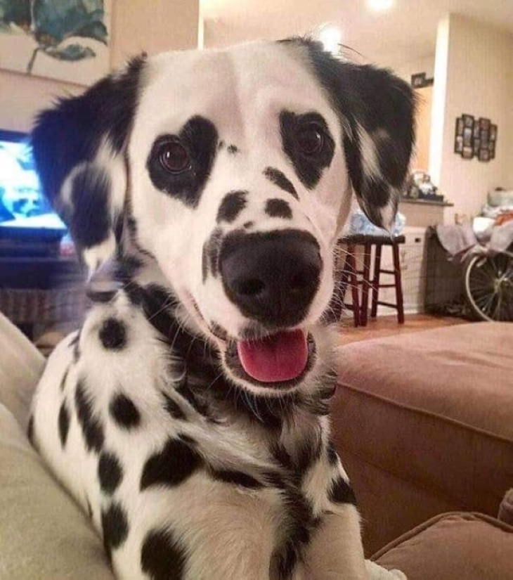 Wholesome Pics dog with heart spots around eyes