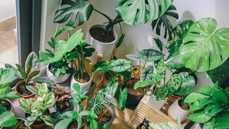 tips to cool down the bedroom indoor plants