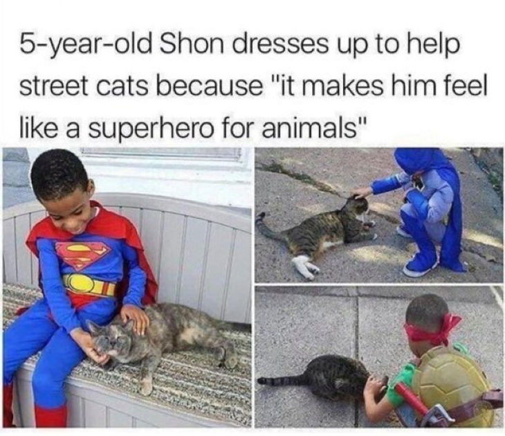 Wholesome Pics cats superhero