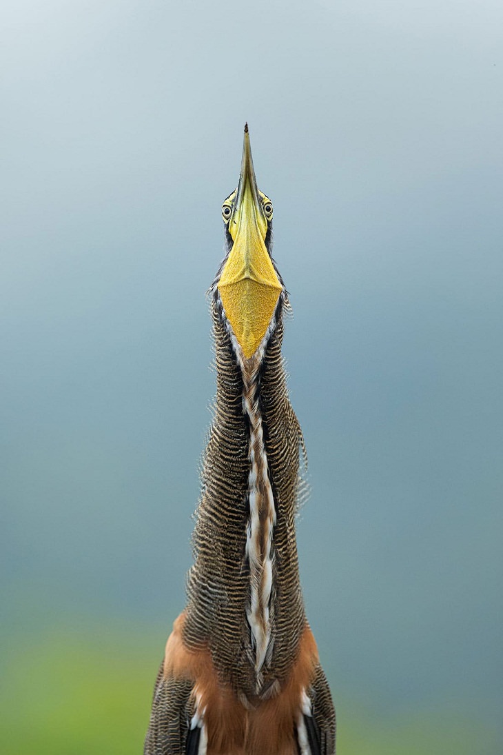 Audubon Photography Awards, Bare-throated Tiger-Heron