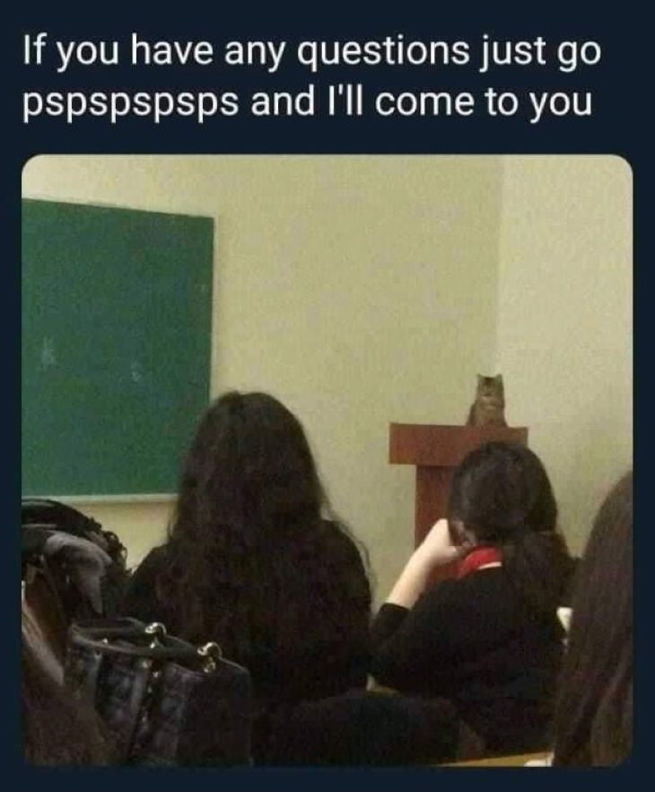 Wholesome Pics Professor Cat