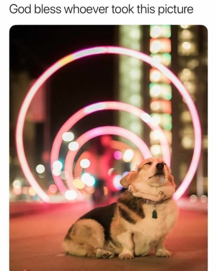 Wholesome Pics corgi