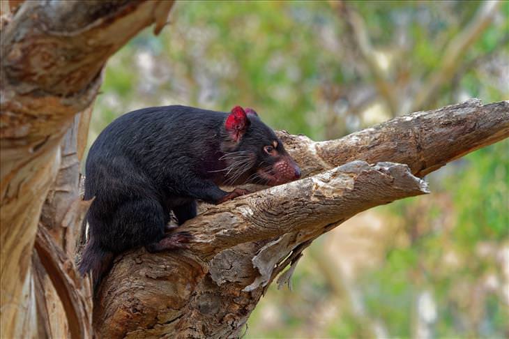 5 Animal Mysteries That Are Puzzling Scientists Tasmanian devil