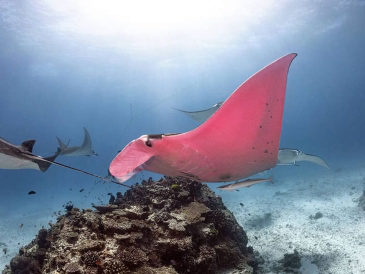 5 Animal Mysteries That Are Puzzling Scientists pink manta ray