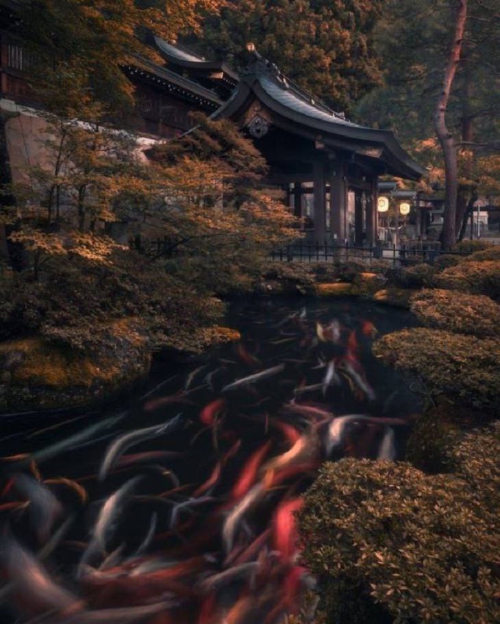 Nature Pics, koi, japan