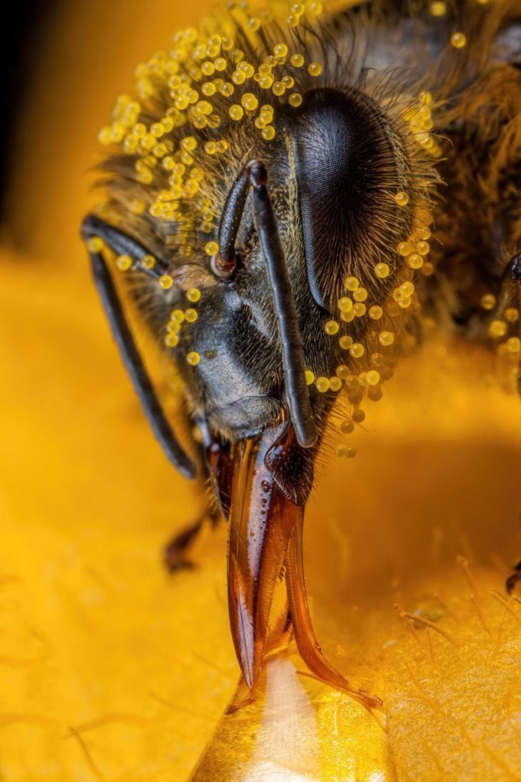 Macro Photos, honeybee
