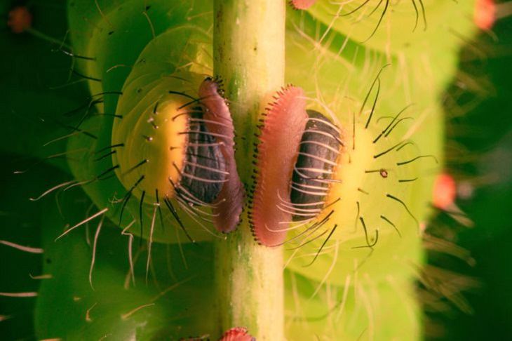 Macro Photos, caterpilla