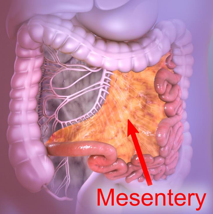 Little-Known Body Parts, Mesentery