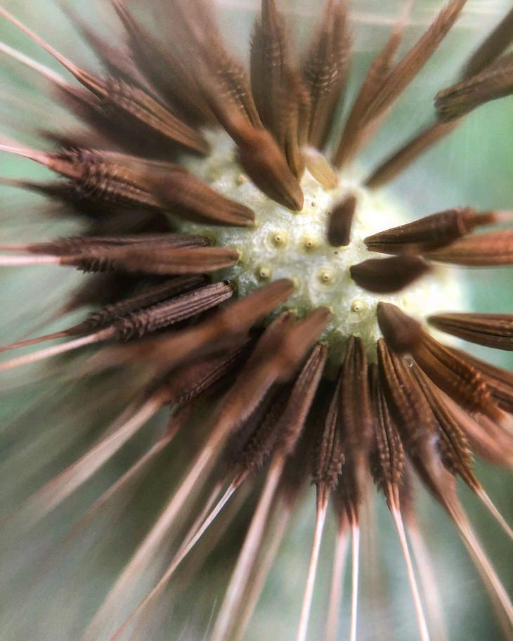 Macro Photos,dandelion flower