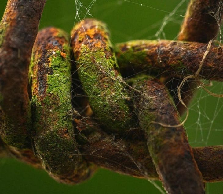 Macro Photos,barbed wire