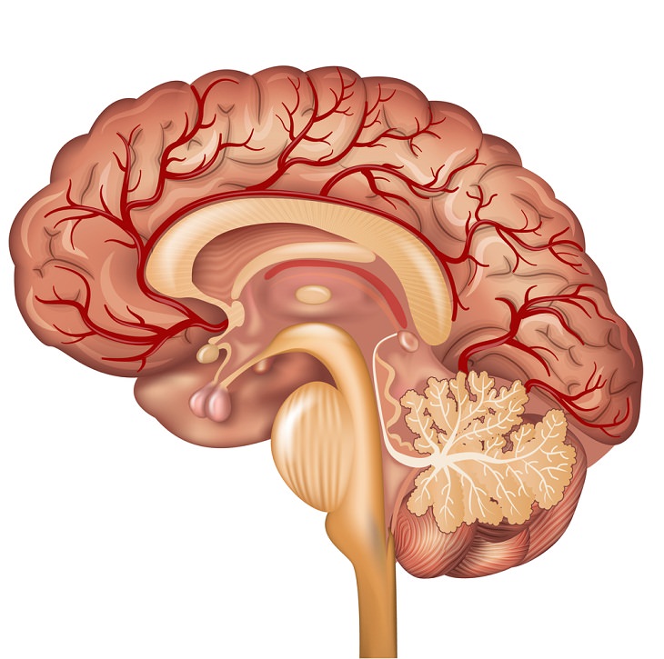 Little-Known Body Parts, Brain vessels 