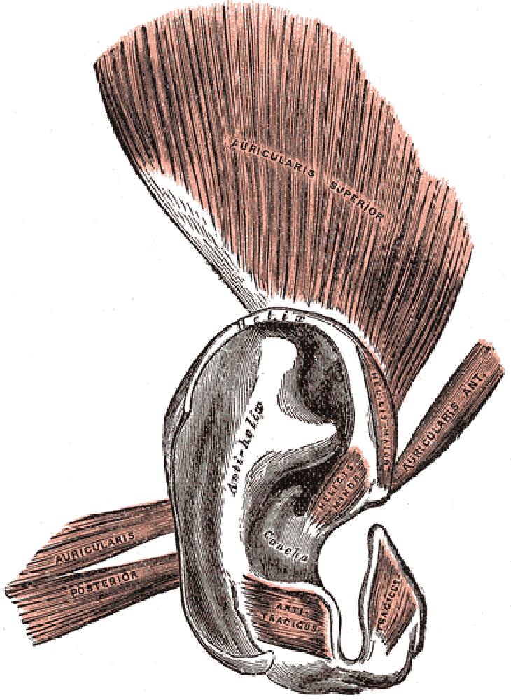Little-Known Body Parts, Auricular muscles