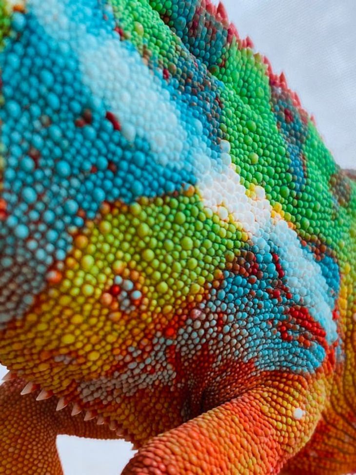 Macro Photos, chameleon