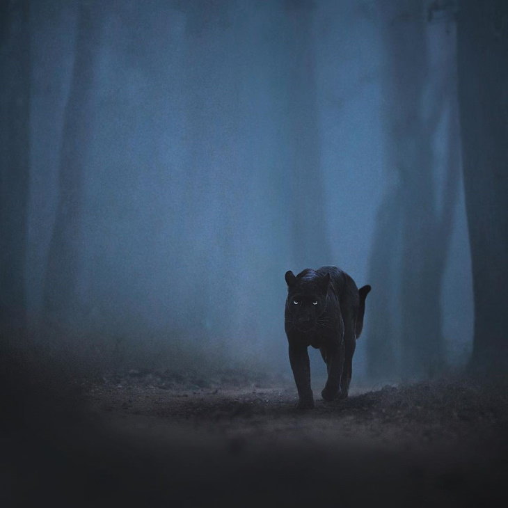 Photos of the Rare Black Panther & Other Big Cats