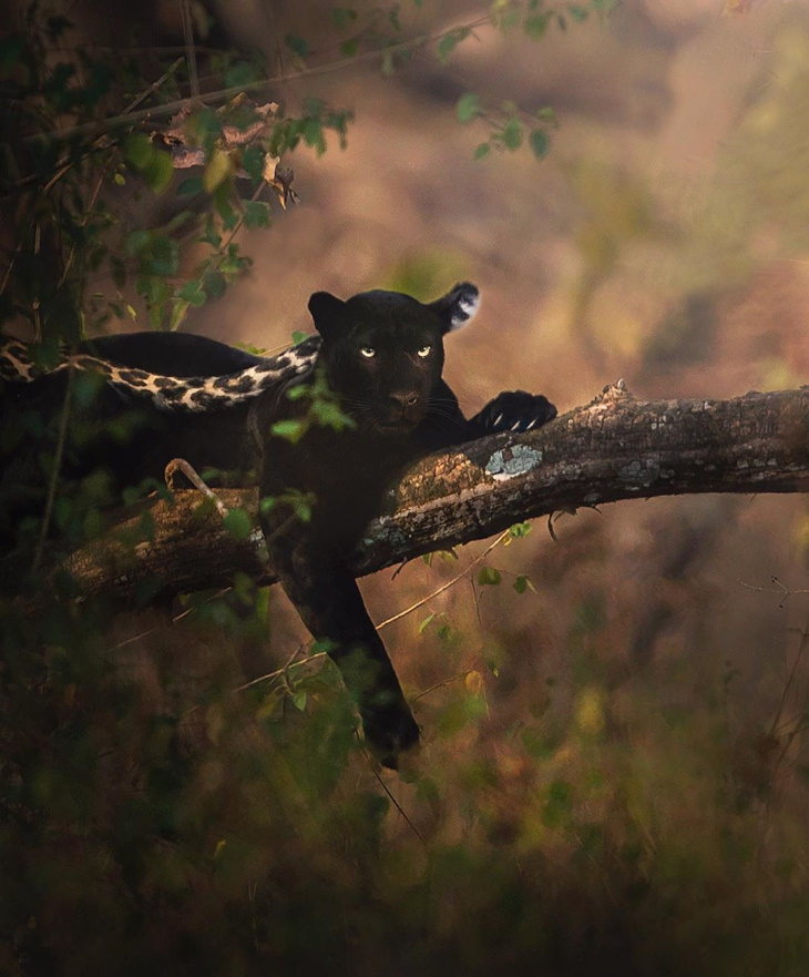 What is a Black Panther? Answered Here. — Koaw Nature