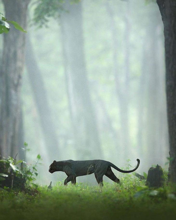 Photos of the Rare Black Panther & Other Big Cats by Shaaz Jung