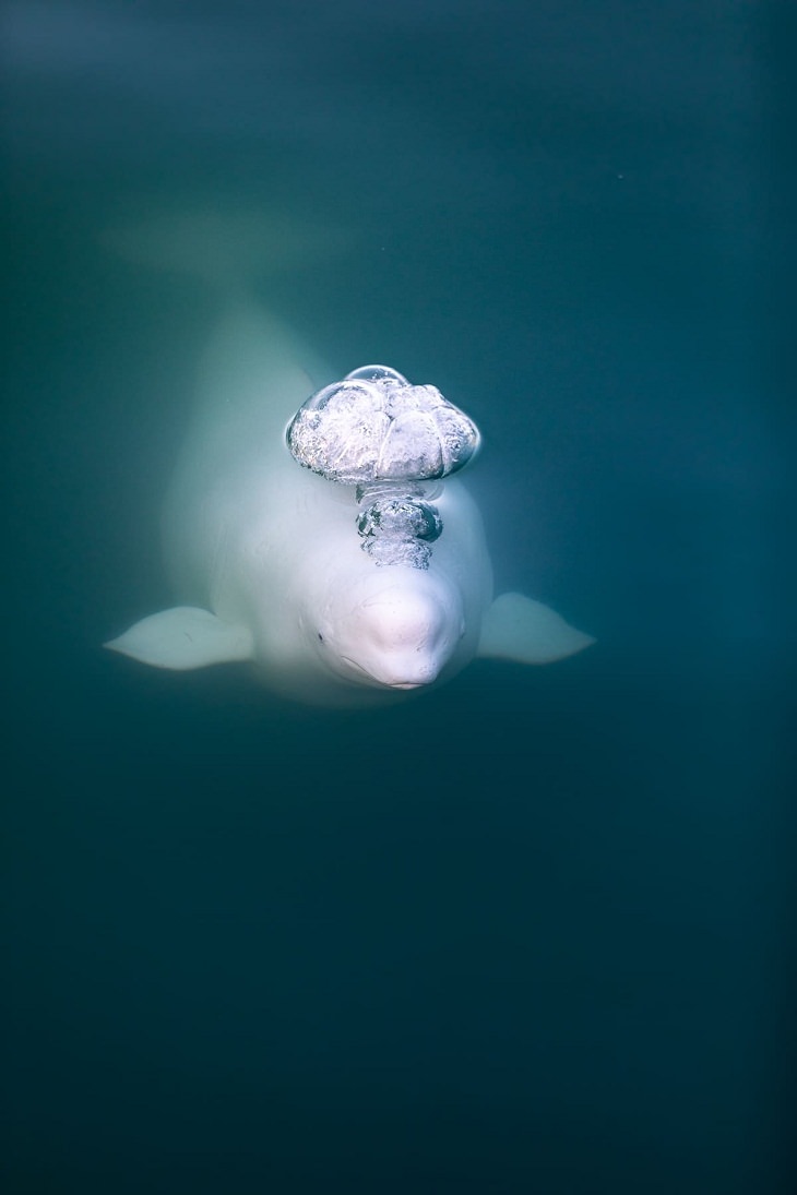 Fotos de movimento, natureza, beluga